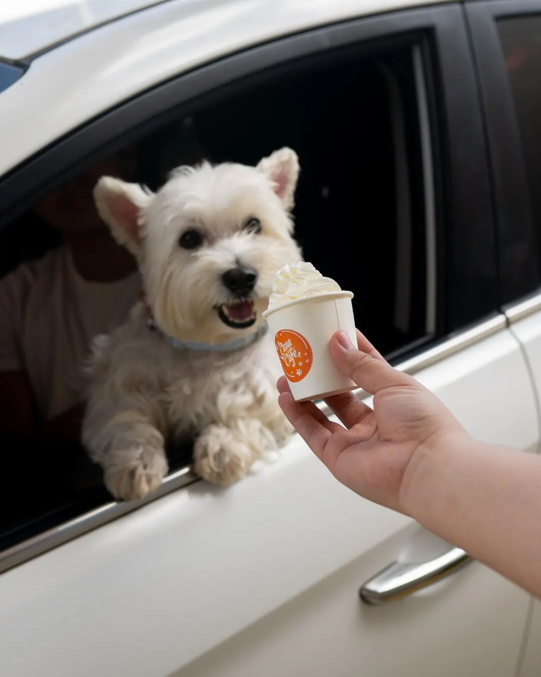 Perrito blanco asomado por la ventana de un carro, recibiendo un vasito de crema batida de Casa del Café.